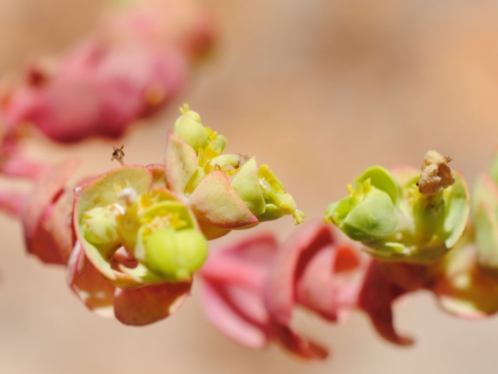 Euphorbia?