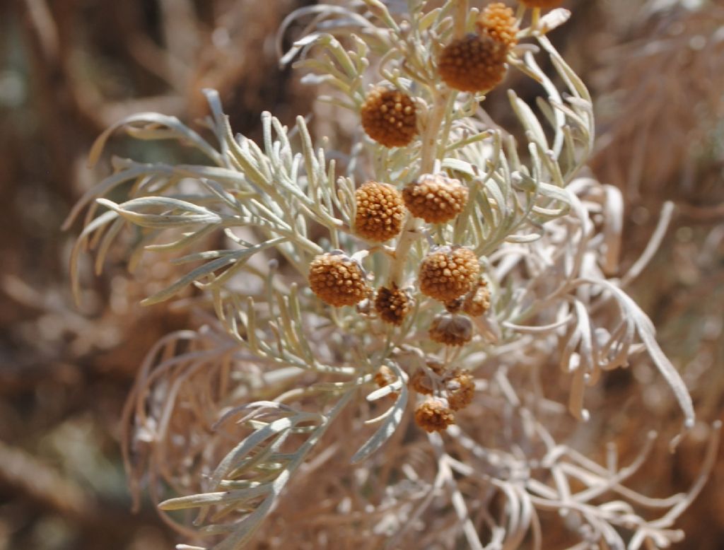 Artemisia arborescens ?   S !