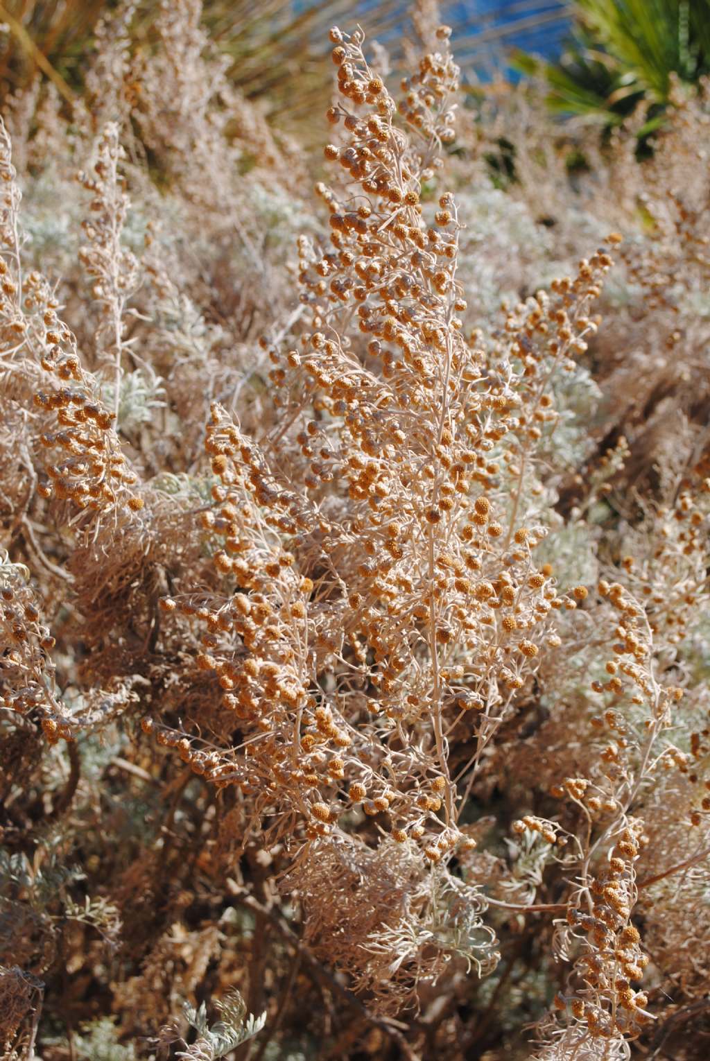 Artemisia arborescens ?   S !