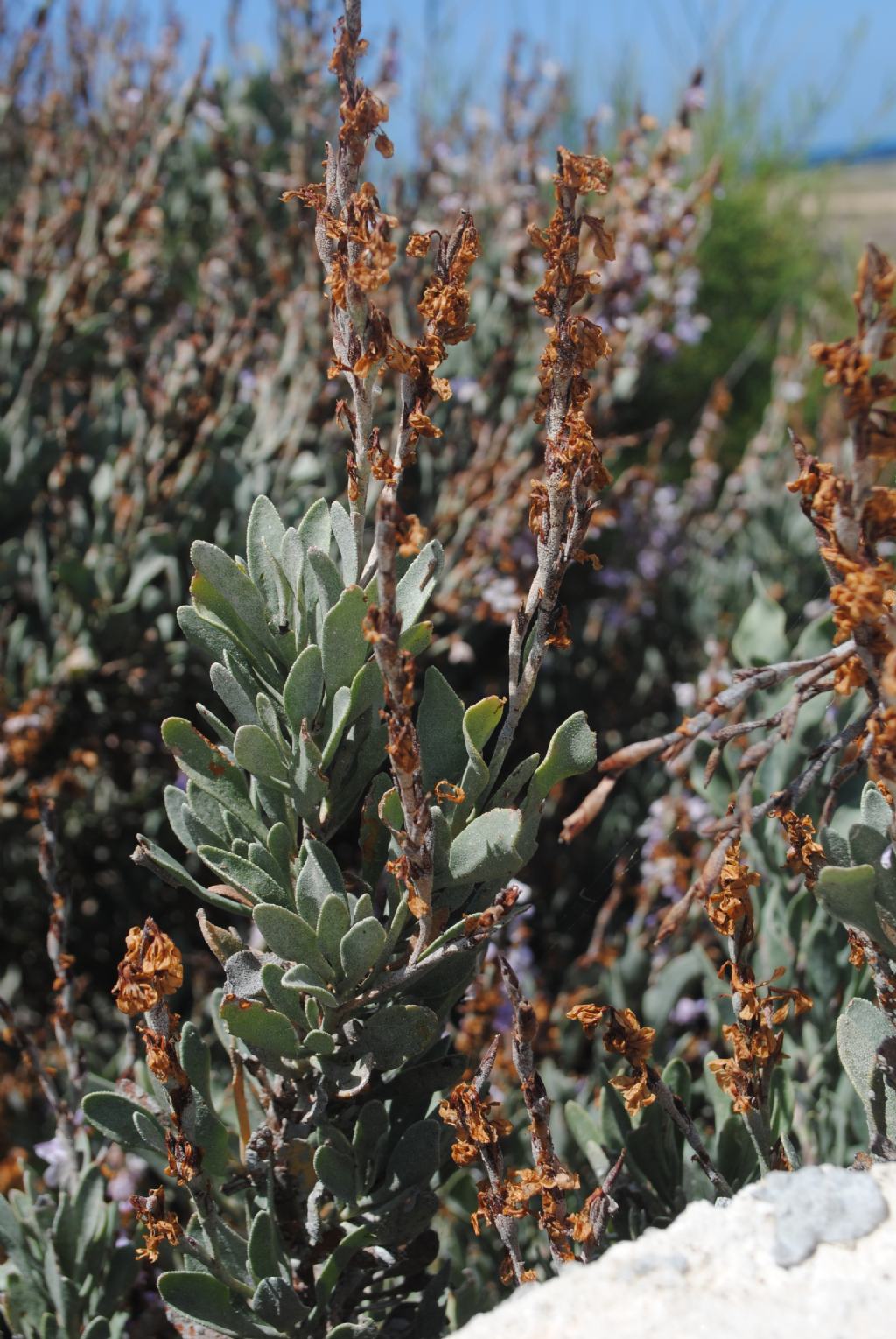 Limoniastrum monopetalum / Limoniastro cespuglioso