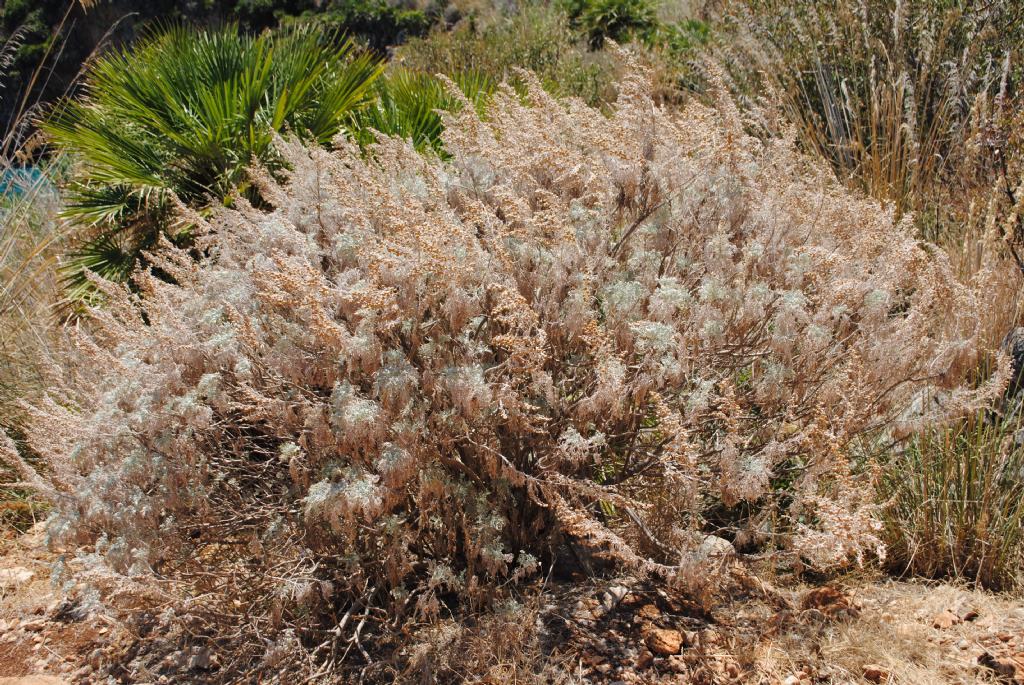 Artemisia arborescens ?   S !