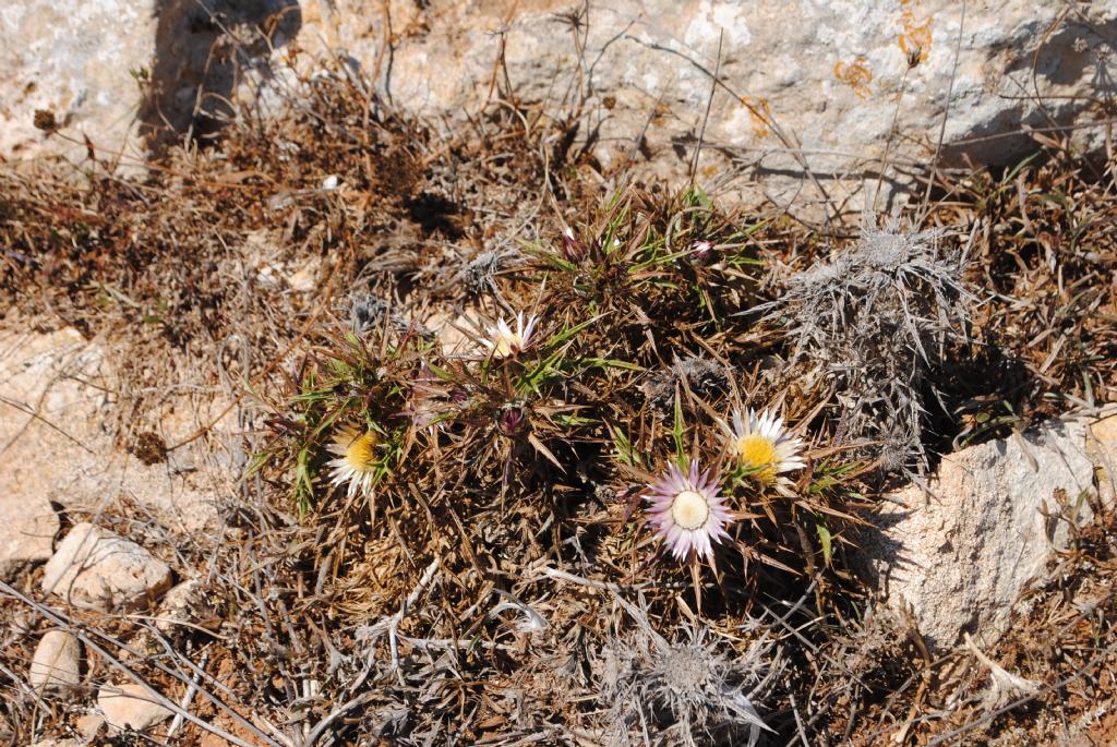 Carlina?  S, Carlina sicula