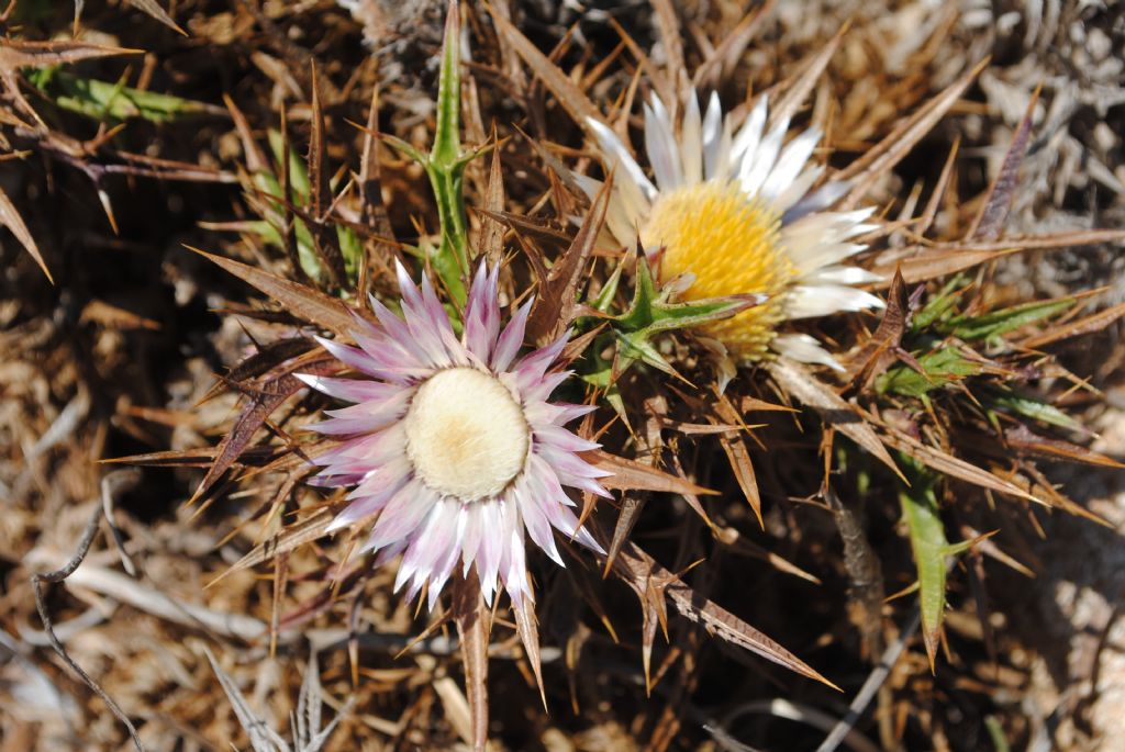 Carlina?  S, Carlina sicula