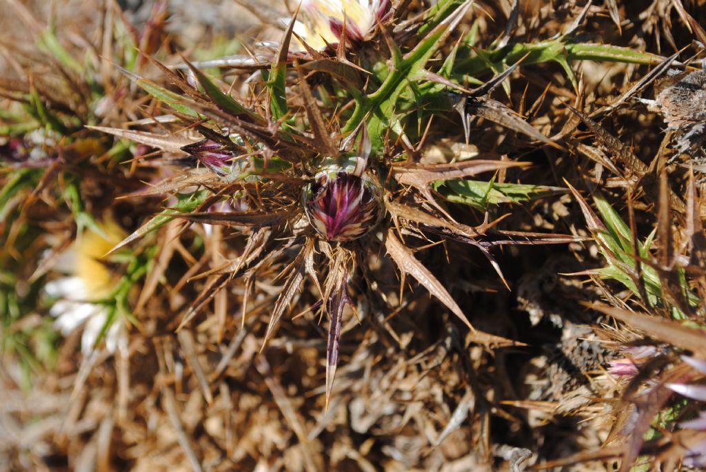 Carlina?  S, Carlina sicula