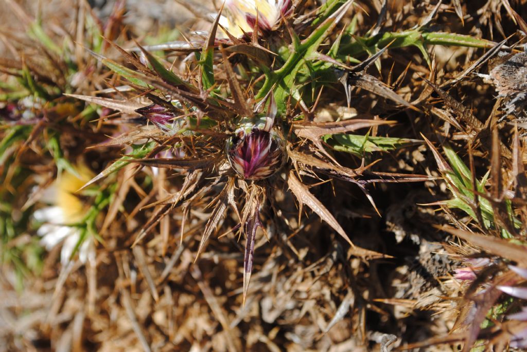 Carlina?  S, Carlina sicula