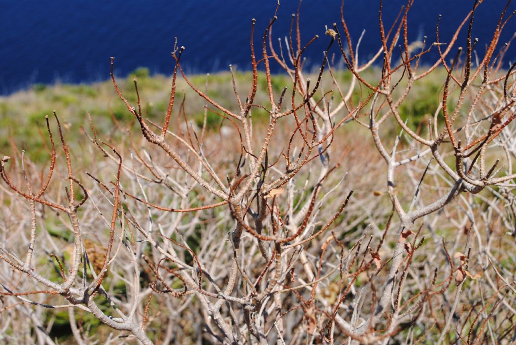 Euphorbia bivonae