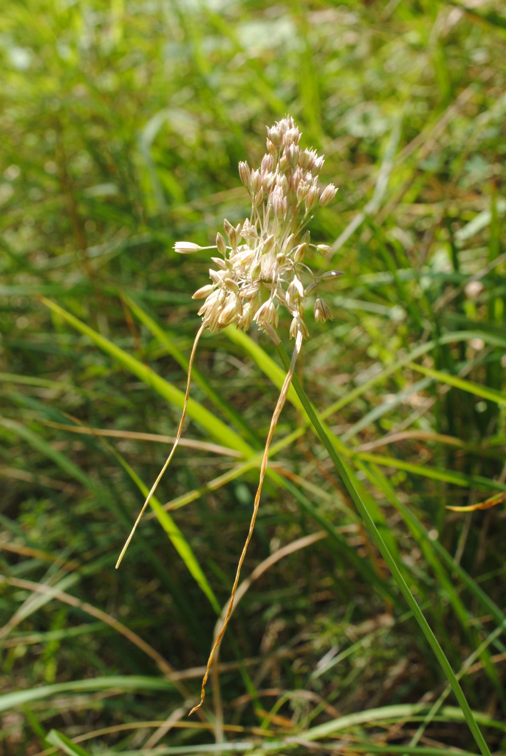 Allium tenuiflorum?