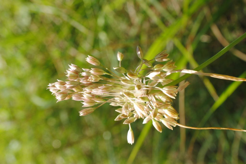 Allium tenuiflorum?