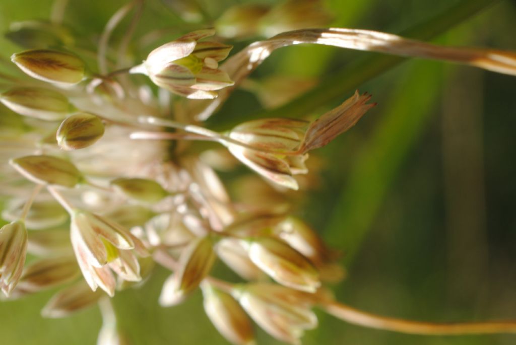 Allium tenuiflorum?