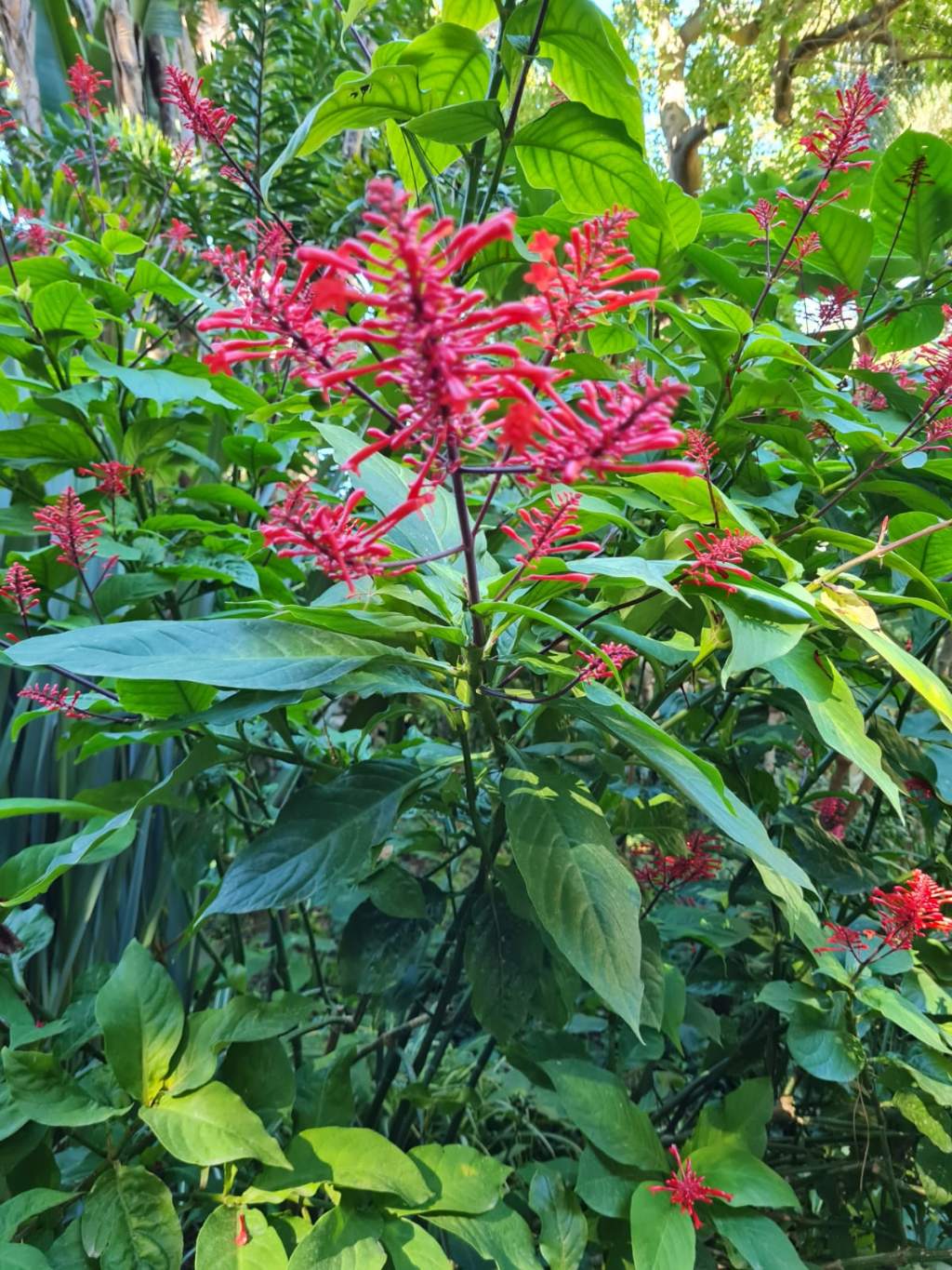 Giardino botanico Ischia:Odontonema cuspidatum (Acanthaceae)