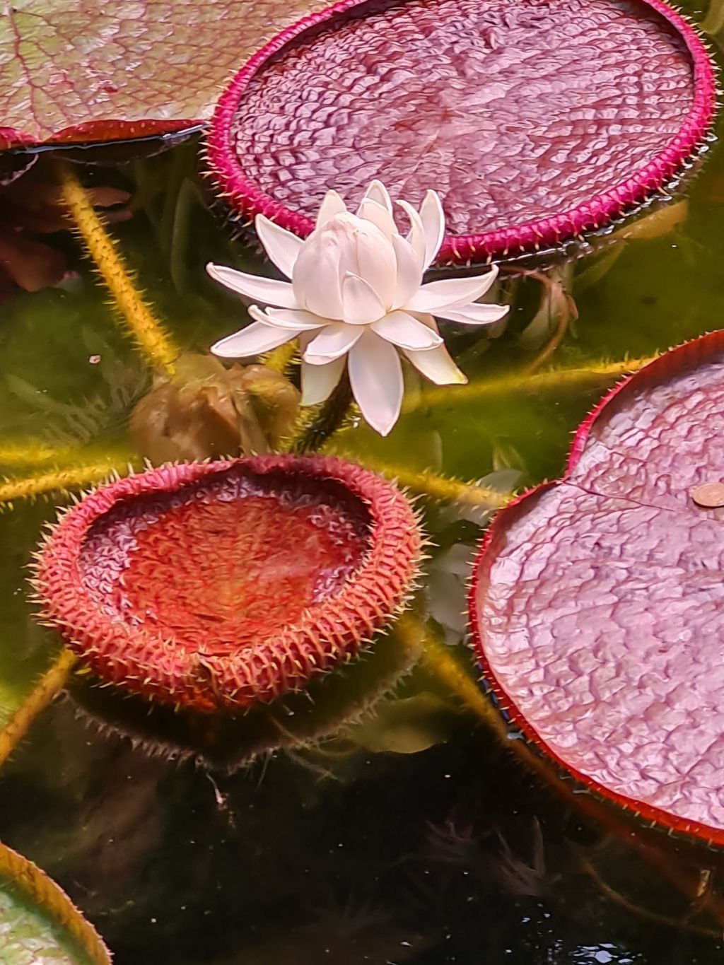 Giard. botan. Ischia: Victoria cfr. amazonica (Nymphaeaceae)