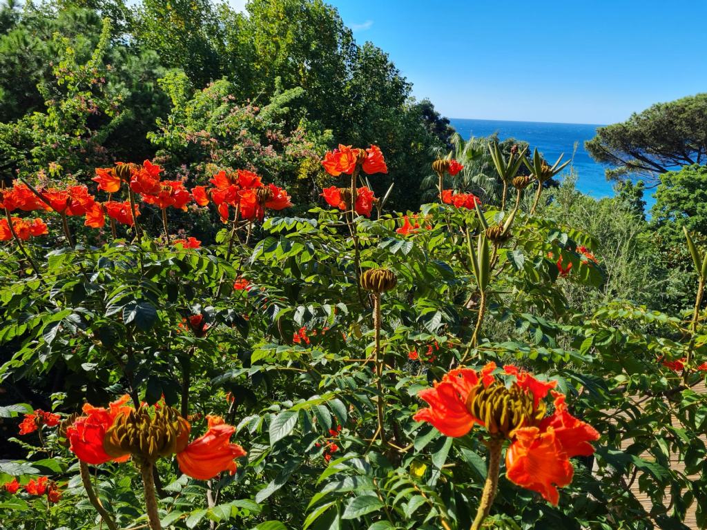 Giardino botanico Ischia:Spathodea campanulata(Bignoniaceae)