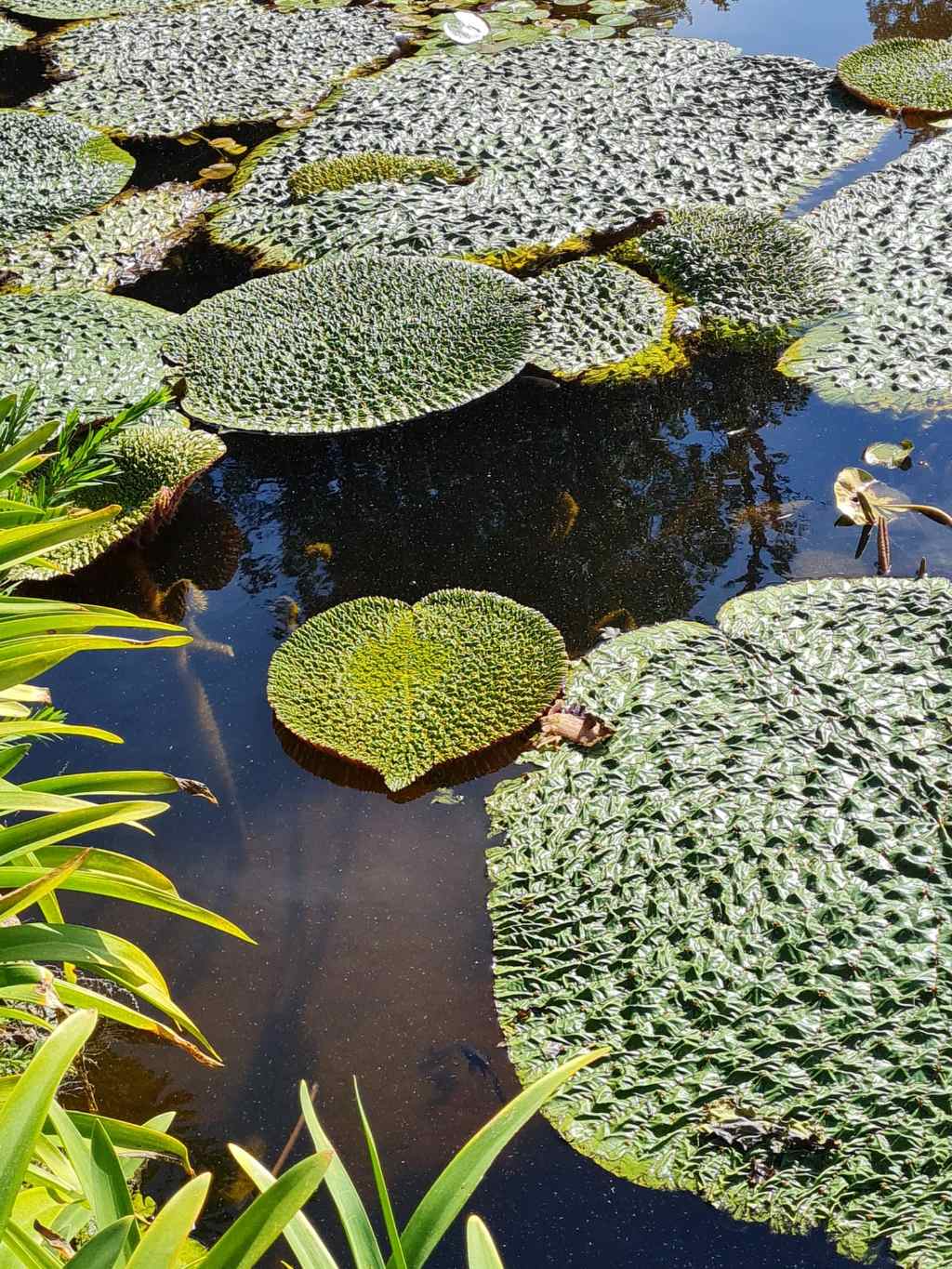 Giard. botan. Ischia: Victoria cfr. amazonica (Nymphaeaceae)