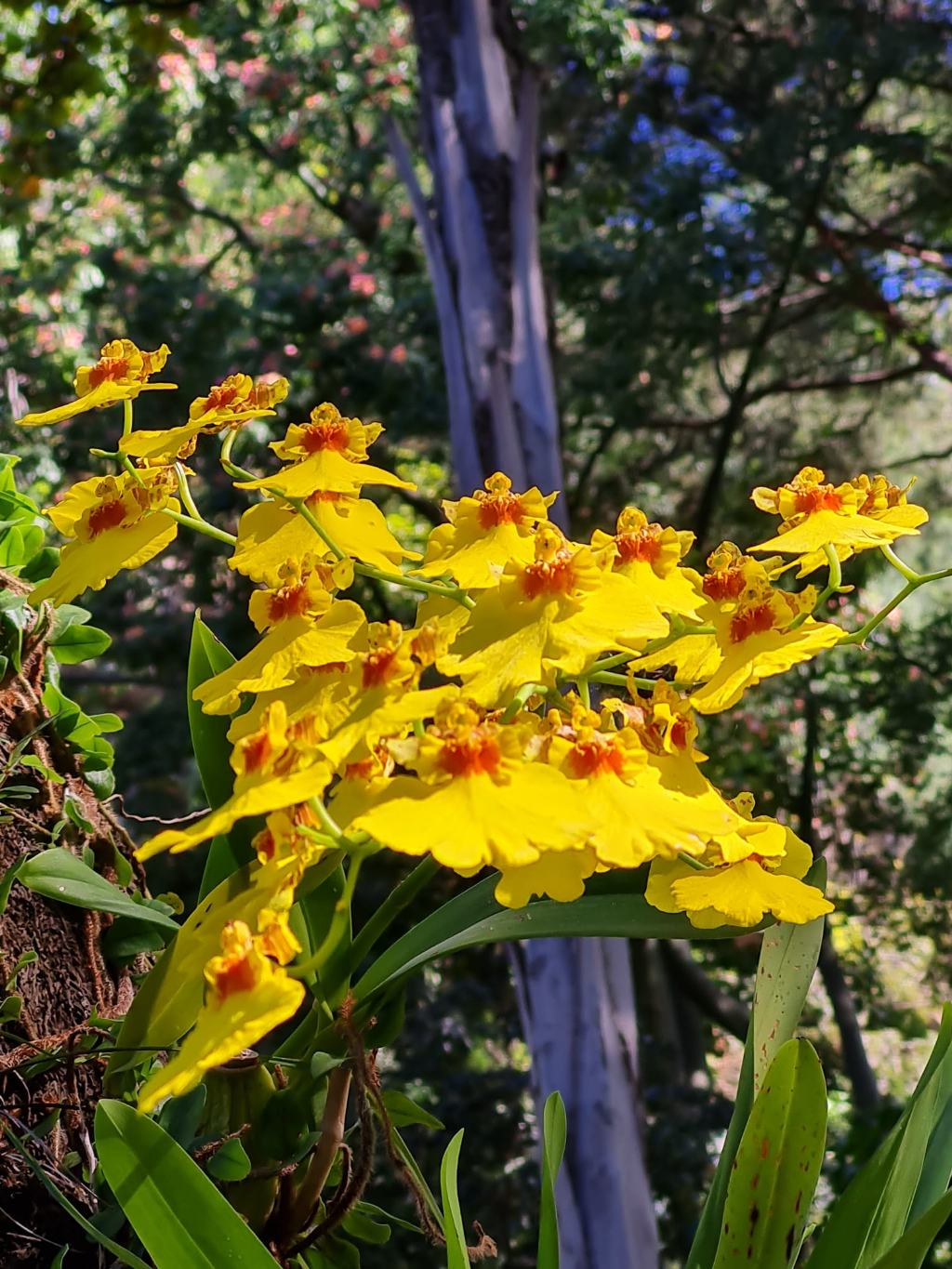 Giardino botanico Ischia: Oncidium sp.(o ibr.) (Orchidaceae)