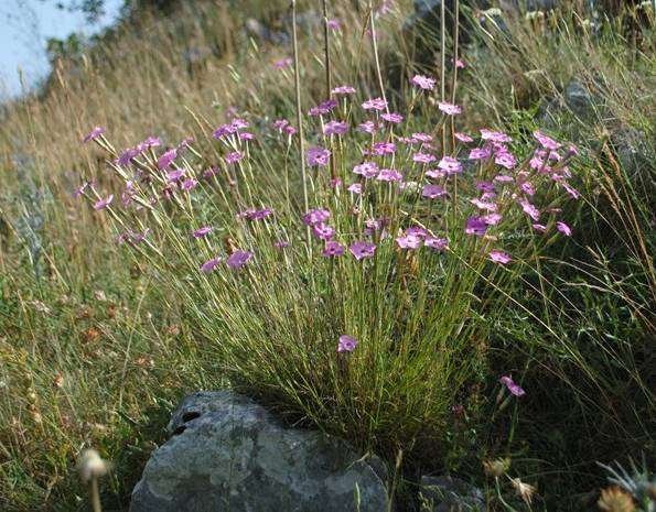 Dianthus sp.