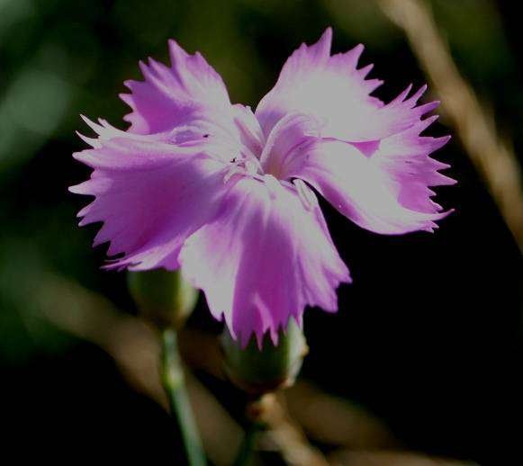 Dianthus sp.