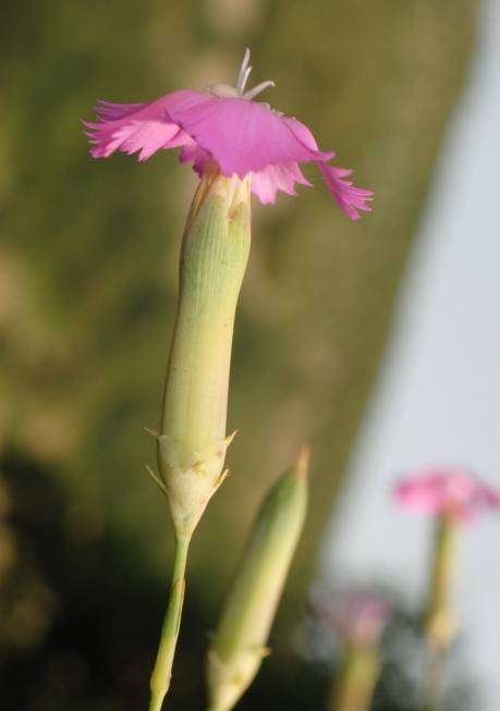 Dianthus sp.
