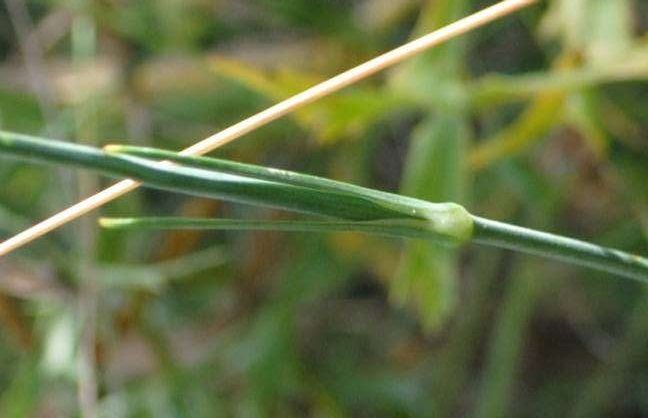 Dianthus sp.