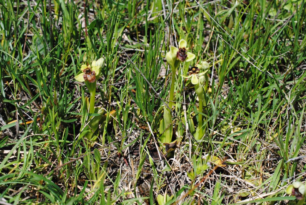 Ophrys bombiliflora?