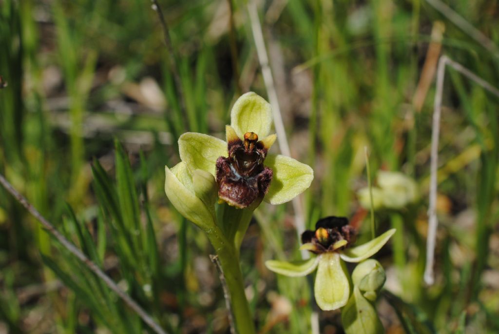 Ophrys bombiliflora?