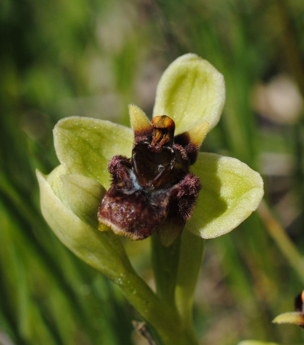Ophrys bombiliflora?