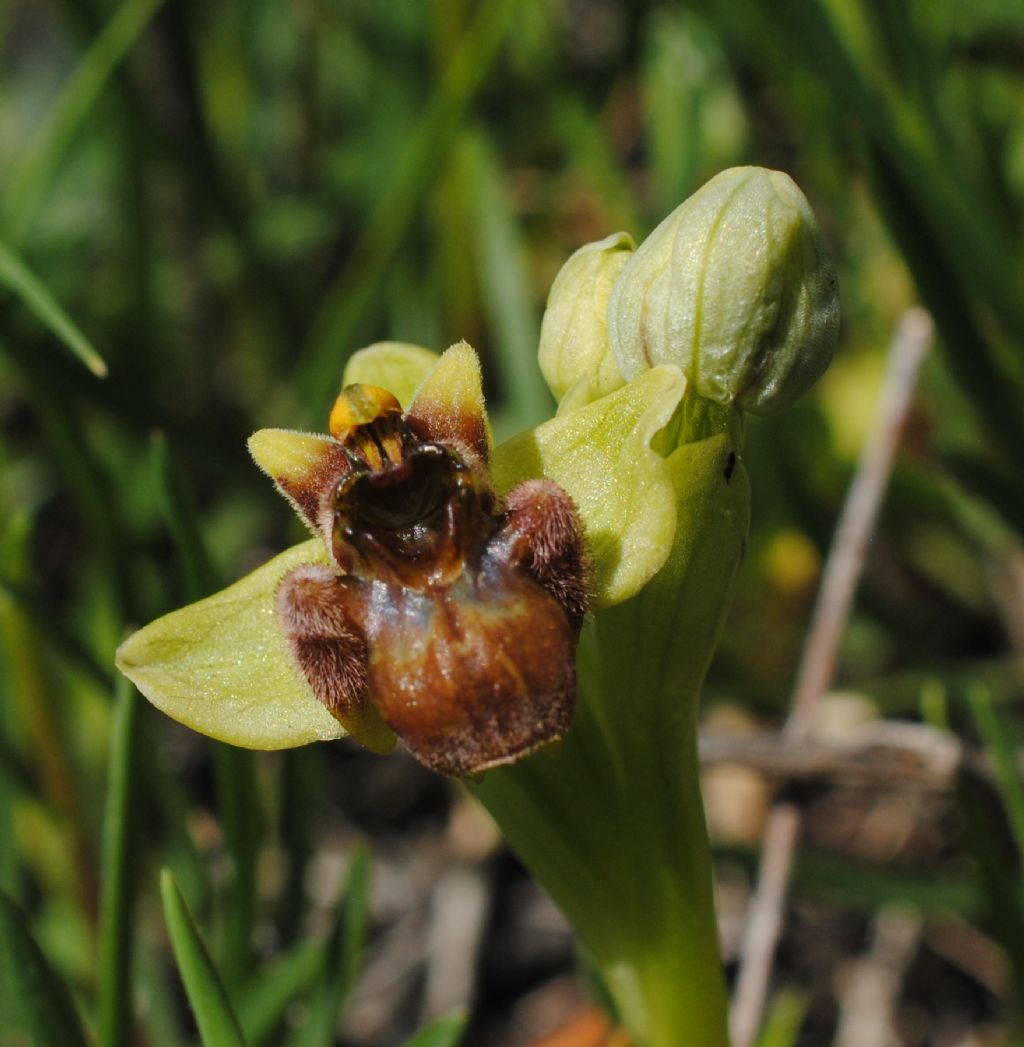 Ophrys bombiliflora?