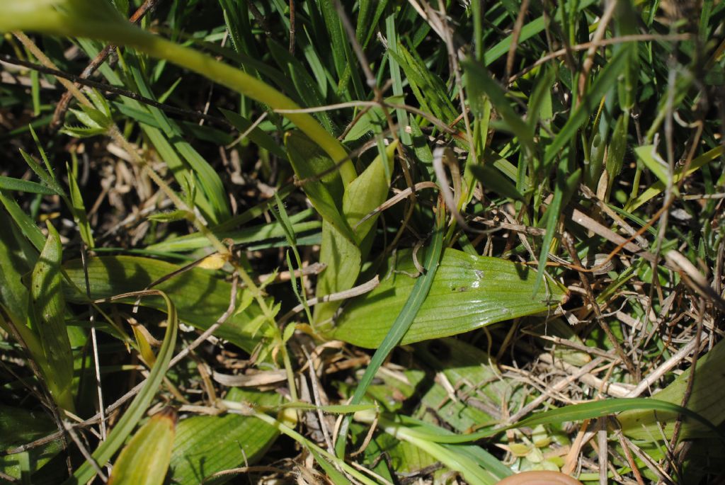 Ophrys bombiliflora?