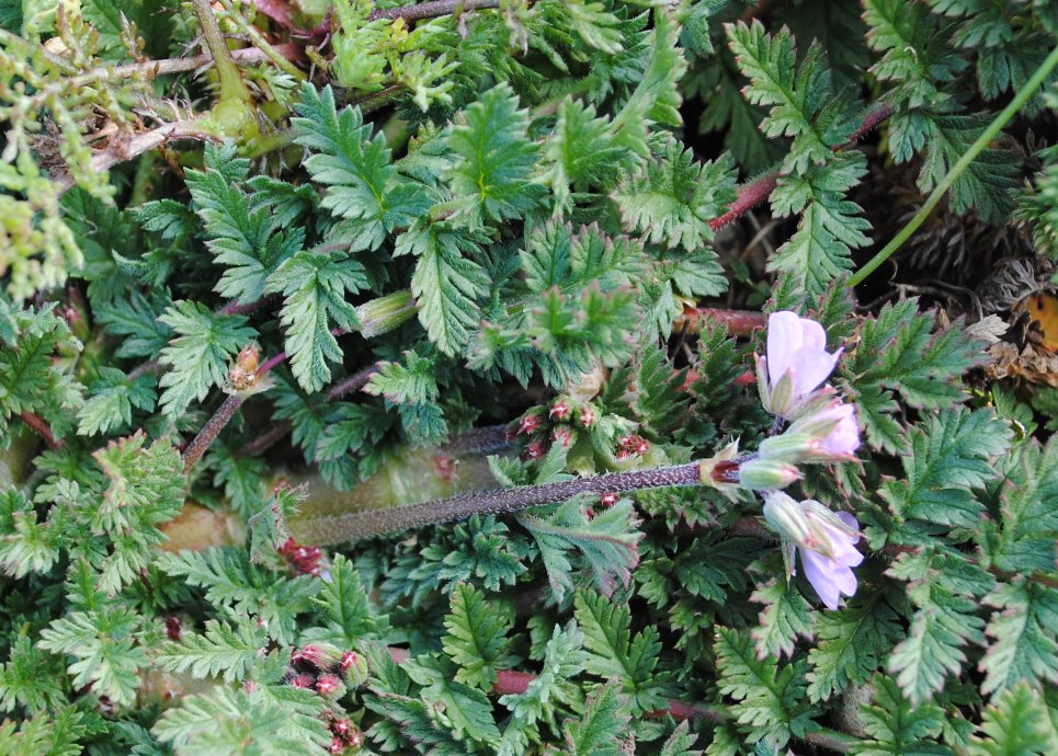 Erodium?