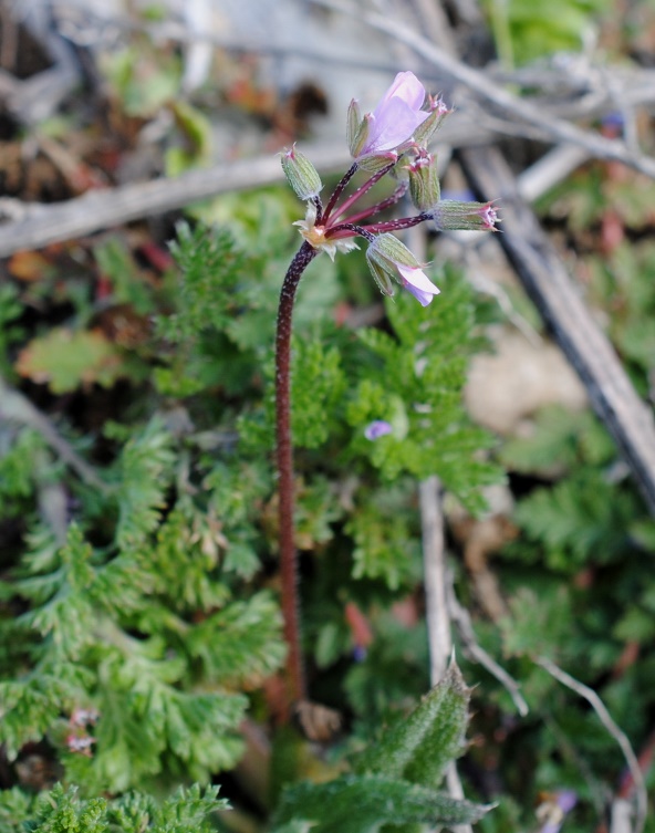 Erodium?