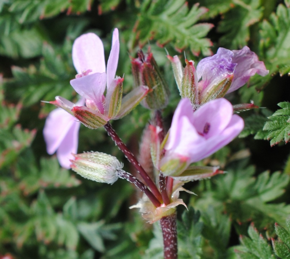 Erodium?