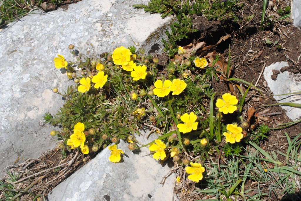 Potentilla rigoana? S