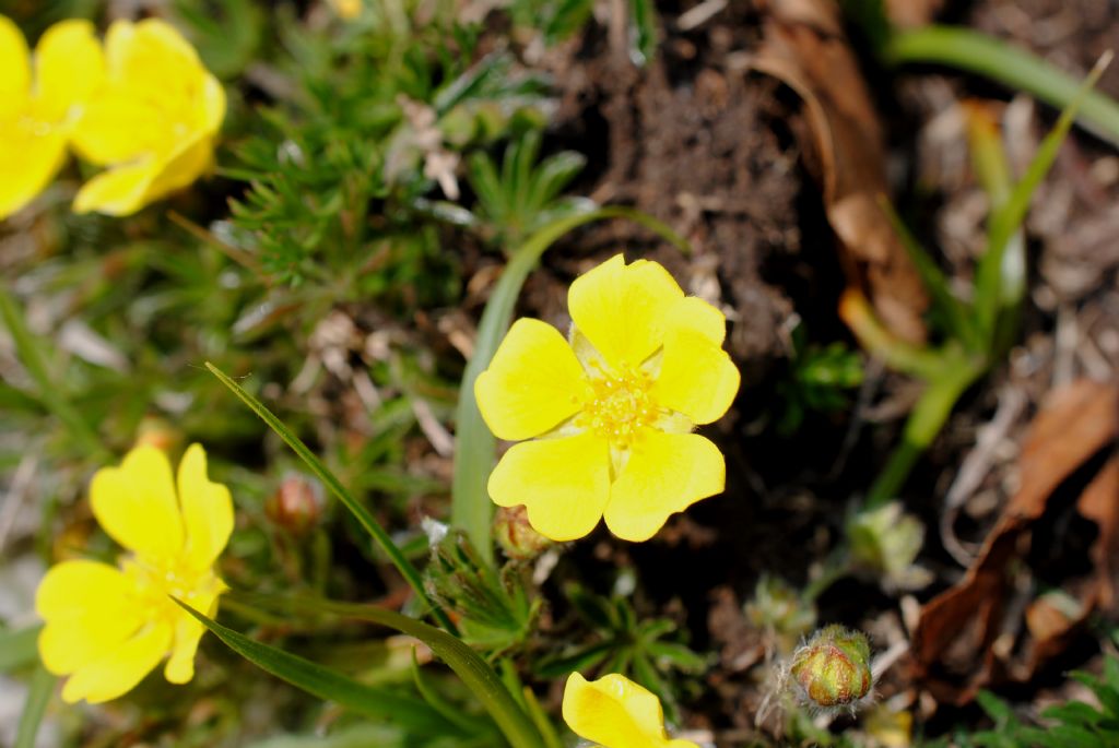 Potentilla rigoana? S