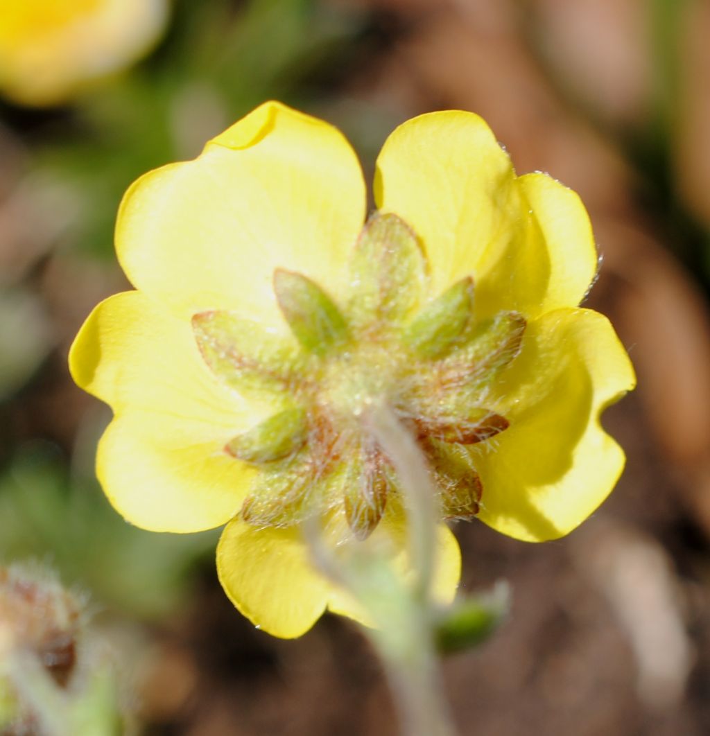 Potentilla rigoana? S