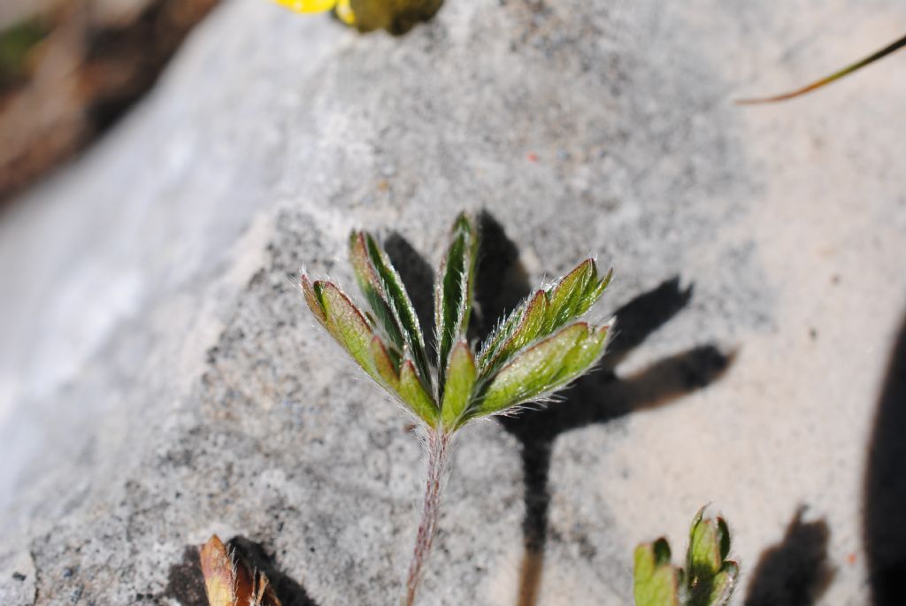 Potentilla rigoana? S