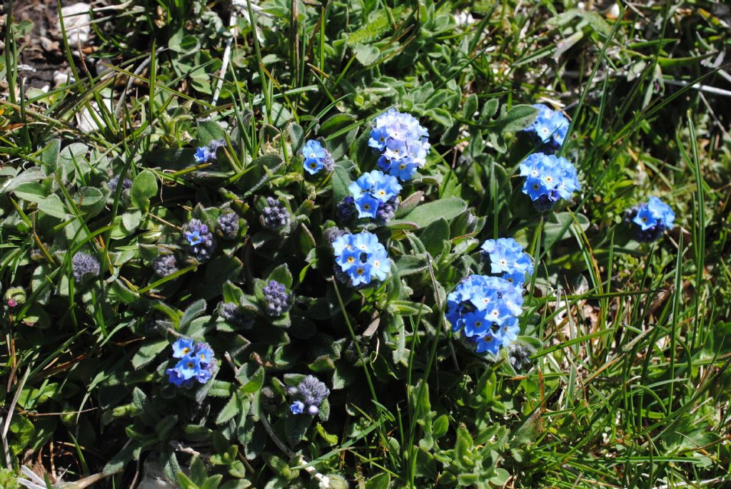 Myosotis? S, Myosotis graui ( = ambigens)