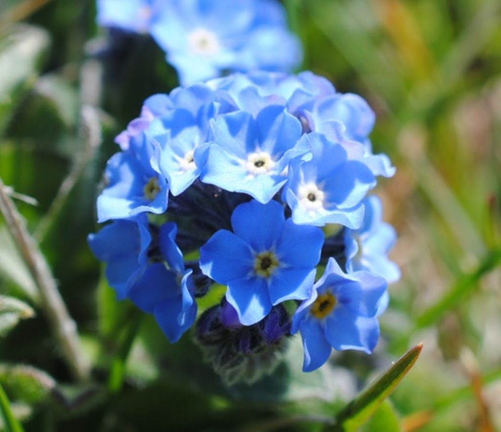 Myosotis? S, Myosotis graui ( = ambigens)