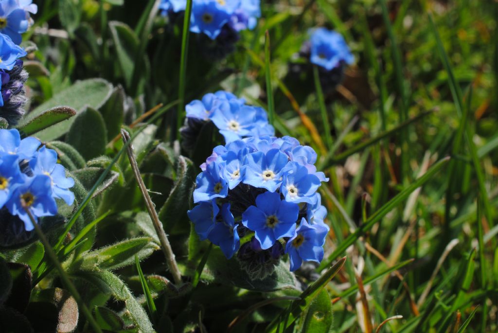 Myosotis? S, Myosotis graui ( = ambigens)