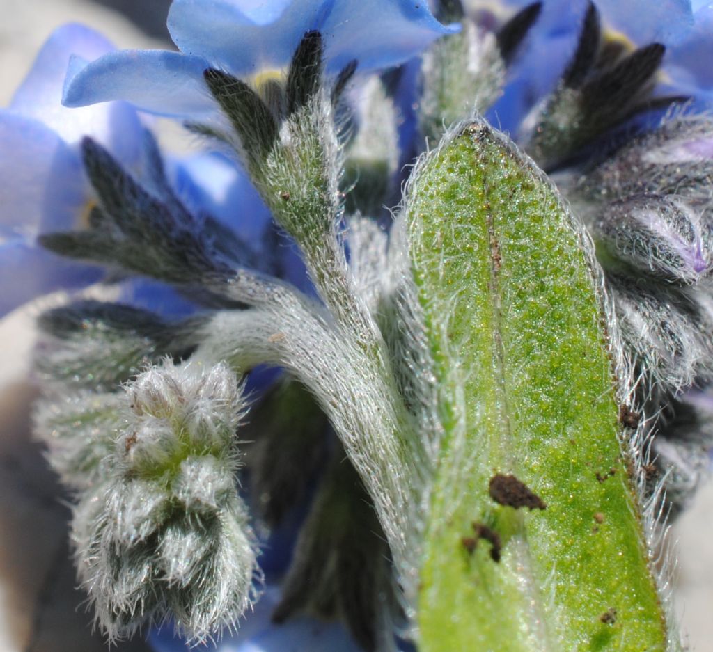Myosotis? S, Myosotis graui ( = ambigens)