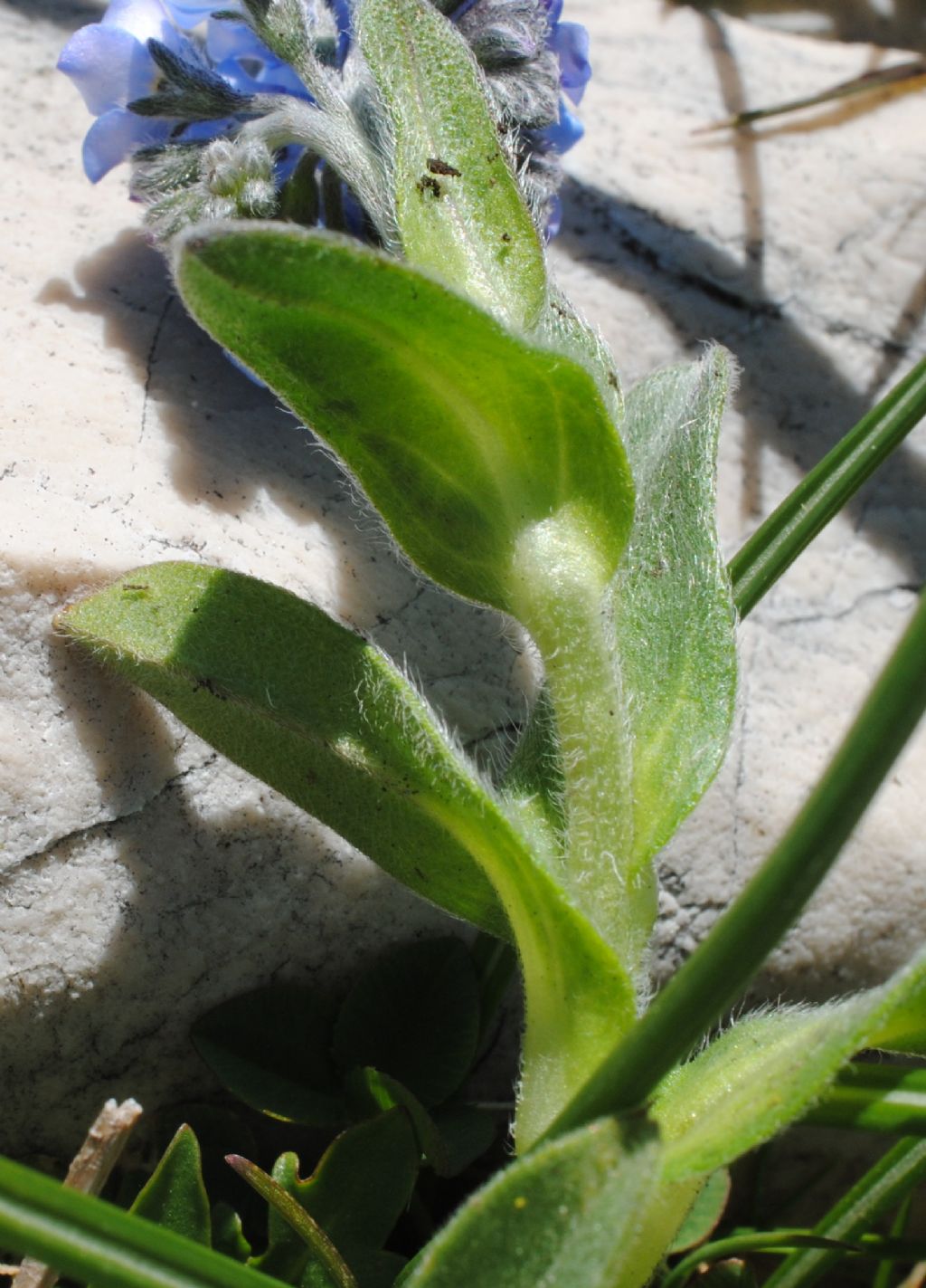 Myosotis? S, Myosotis graui ( = ambigens)