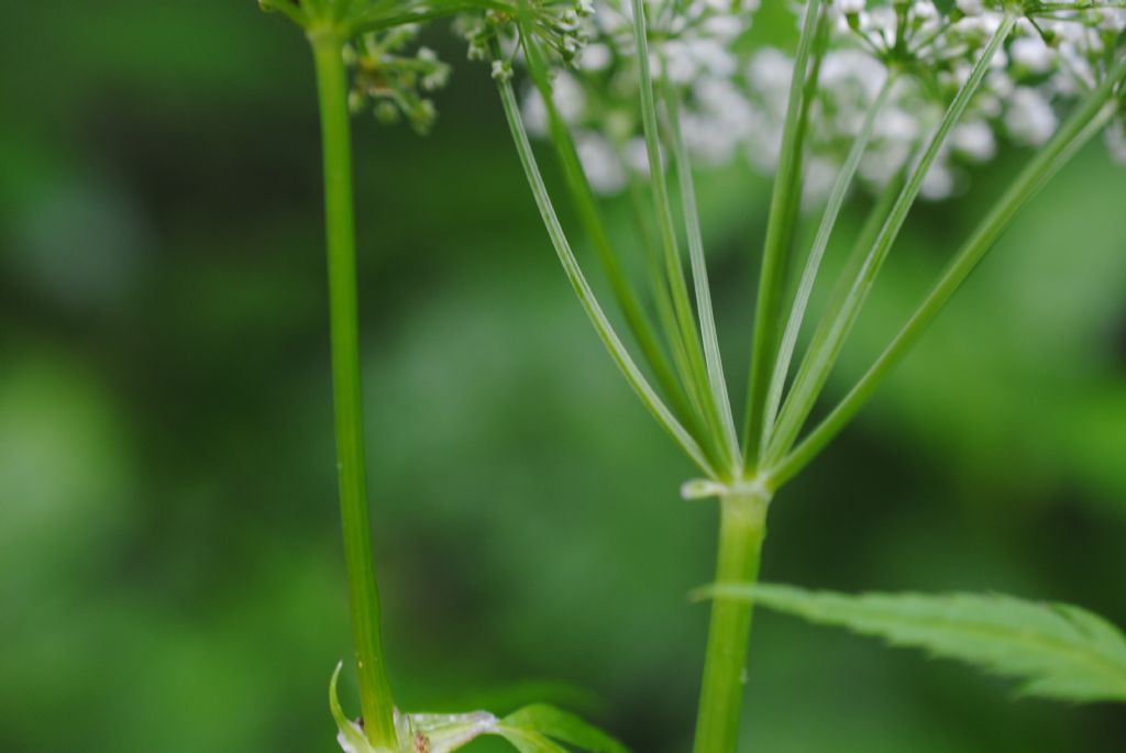 Apiacea??