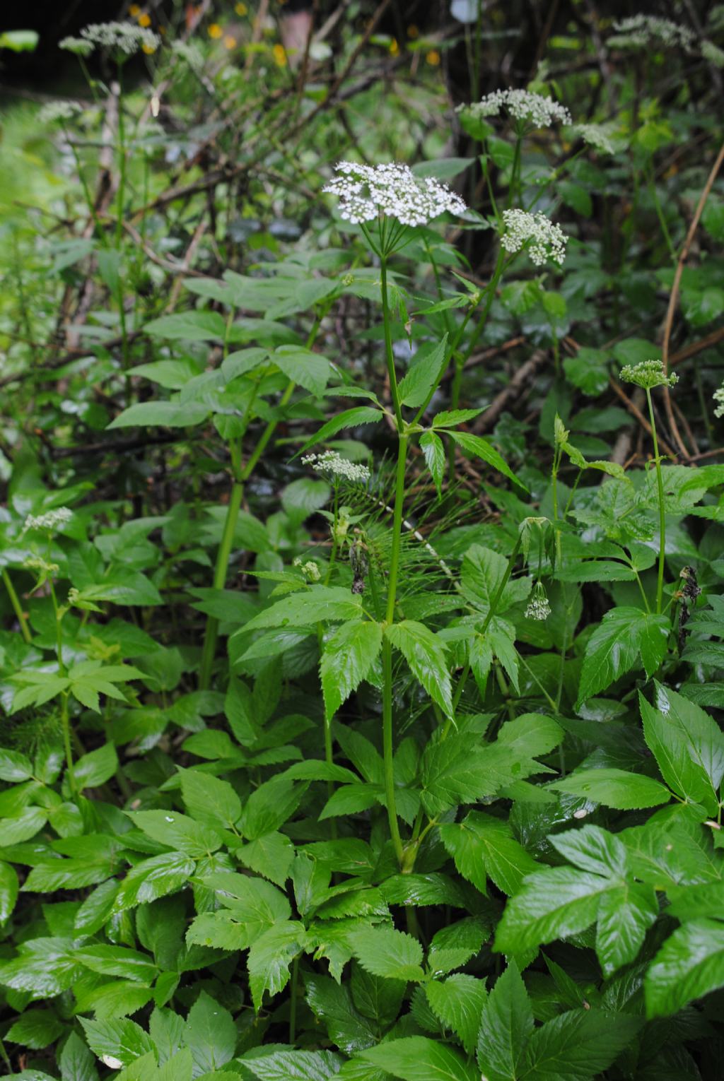 Apiaceae: Aegopodium podagraria