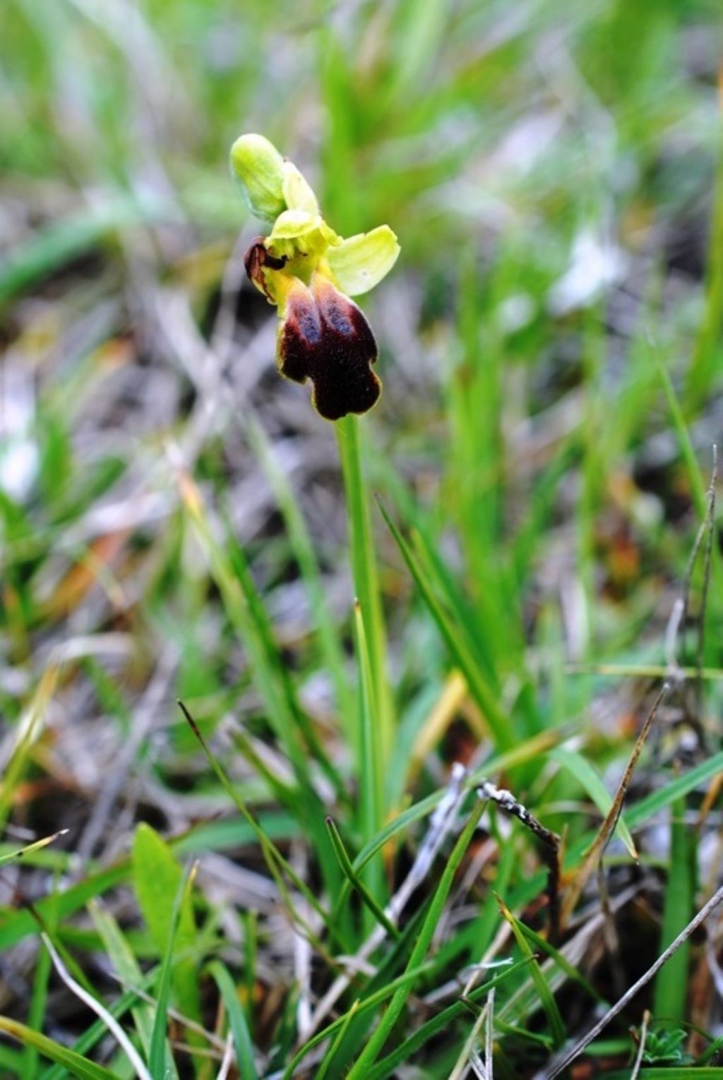 Ophrys?