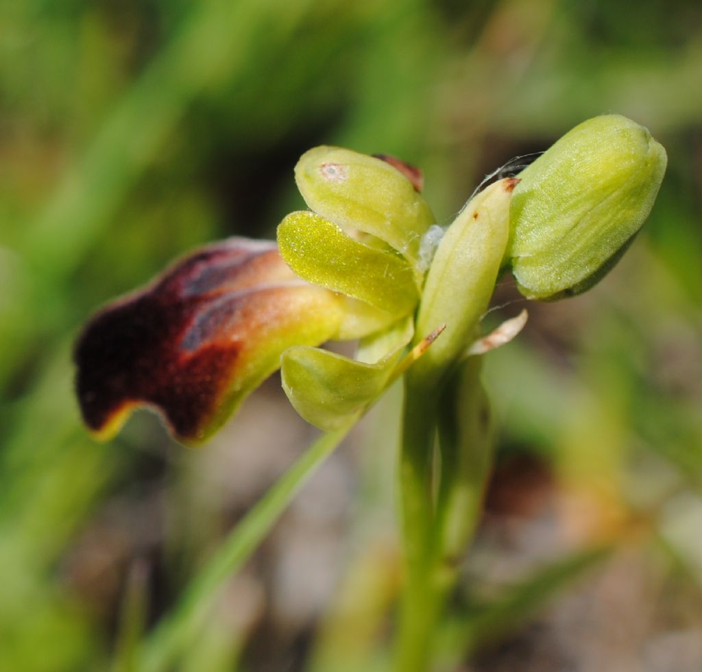 Ophrys?