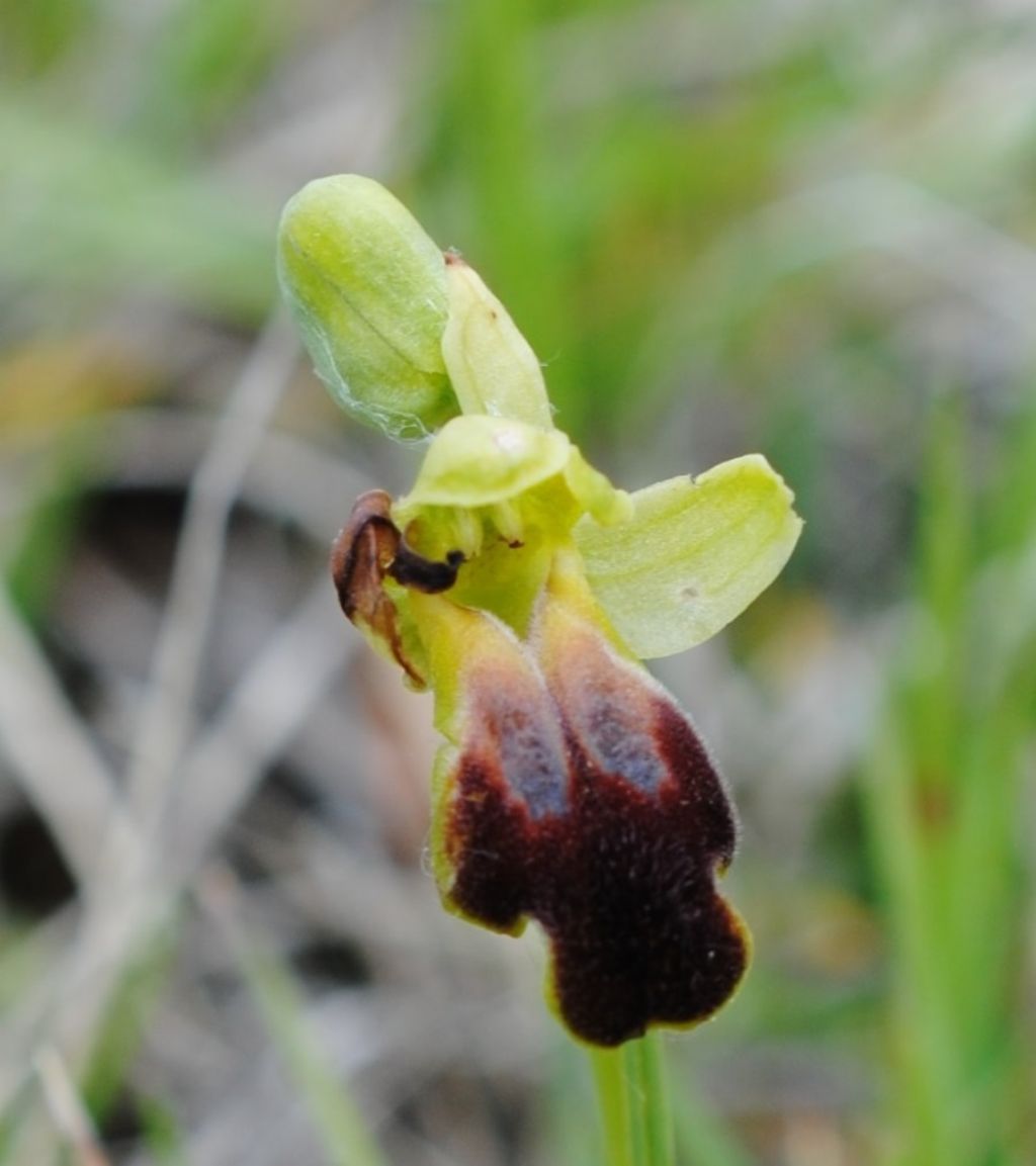 Ophrys?