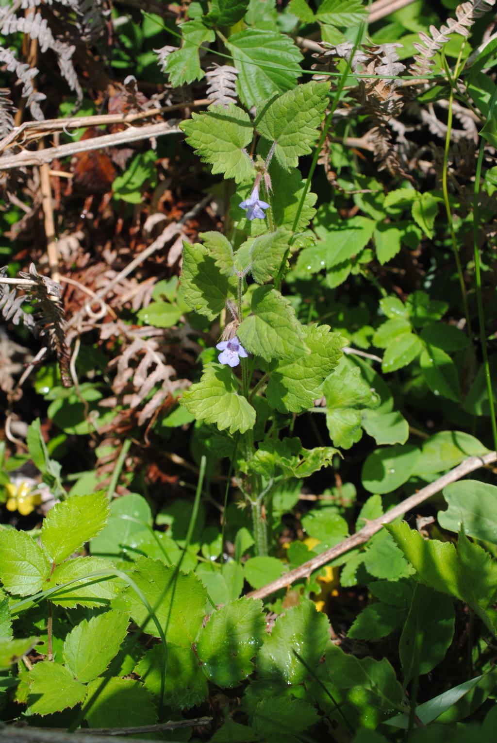 Glechoma hederacea