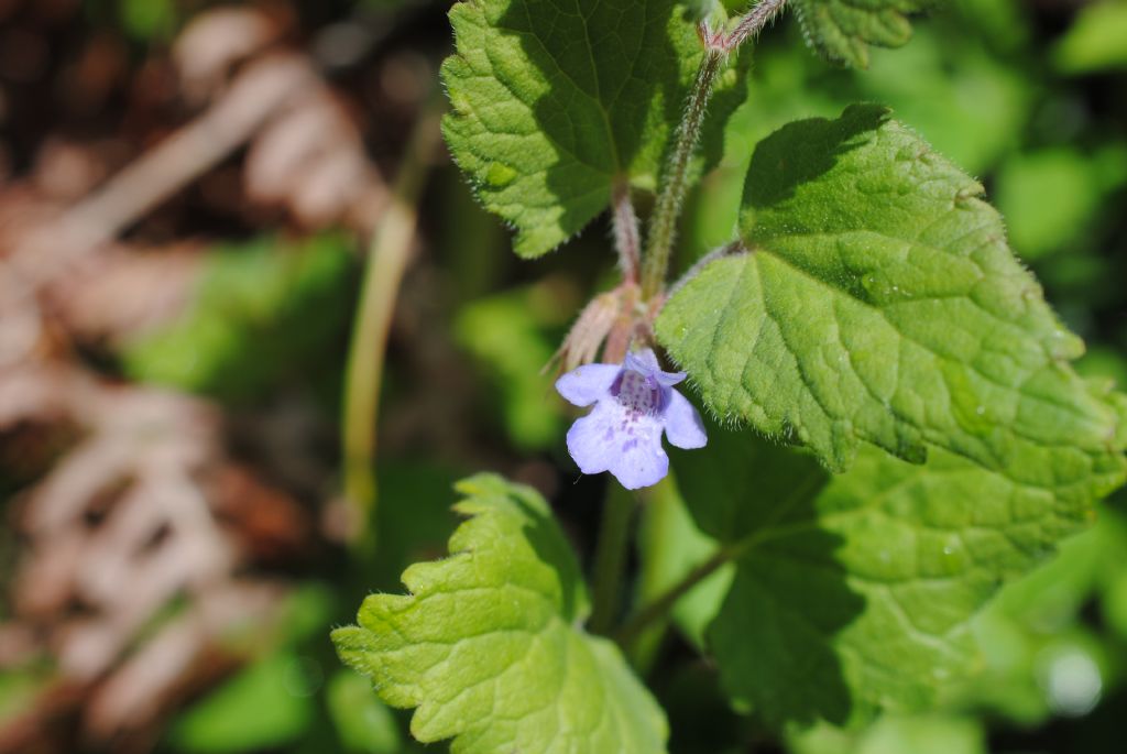Glechoma hederacea