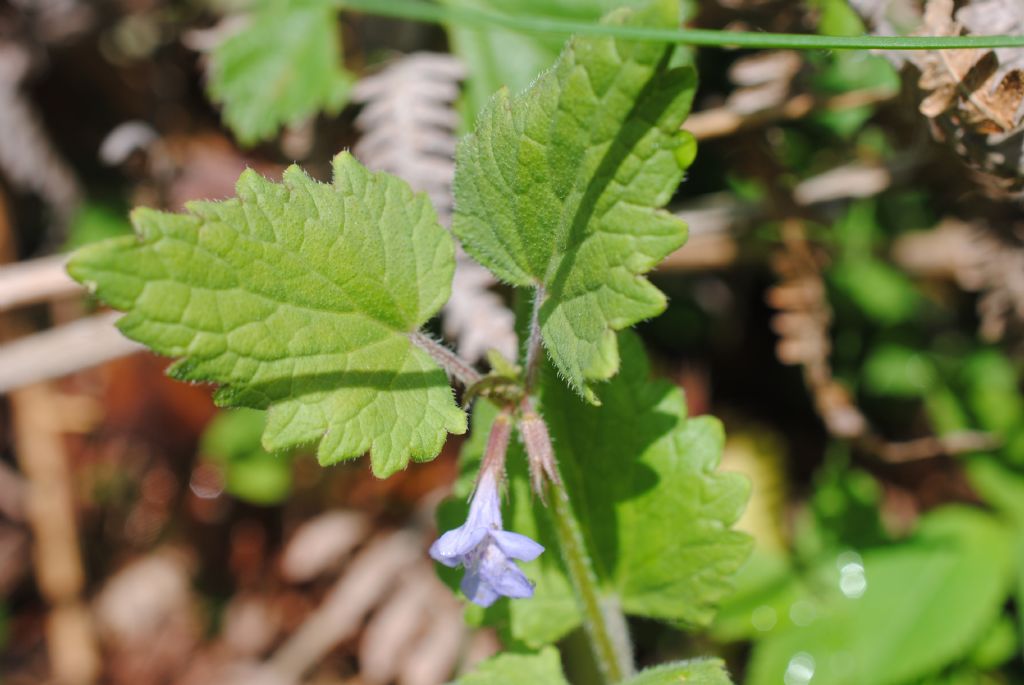 Glechoma hederacea