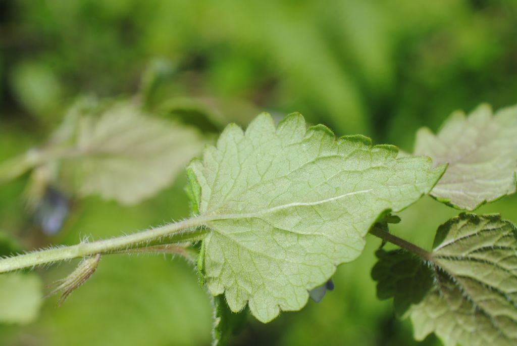 Glechoma hederacea