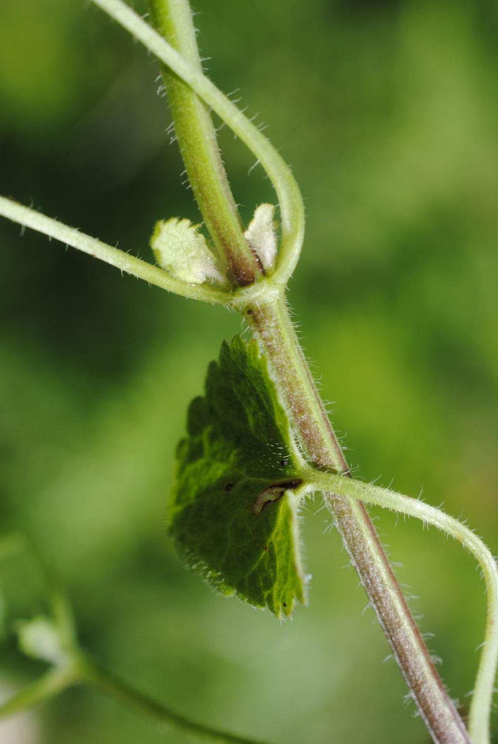 Glechoma hederacea