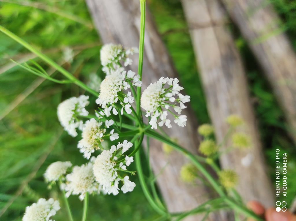 Oenanthe lachenalii